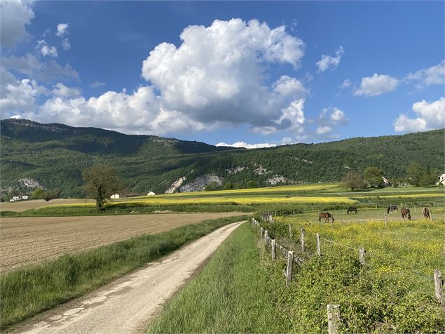 Circuit de randonnée pédestre : Le tour de Groslée_Groslée-Saint-Benoit - M.Ballet - OT Bugey Sud Gr