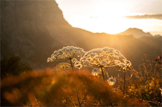 Fleurs au crépuscule - Lucie Tanguy / Vallée d'Aulps Tourisme