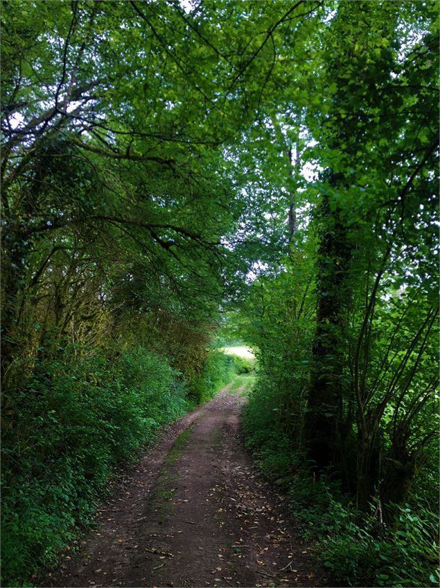 Chemin menant au lac de Chailloux - Laurent Madelon - CCBS