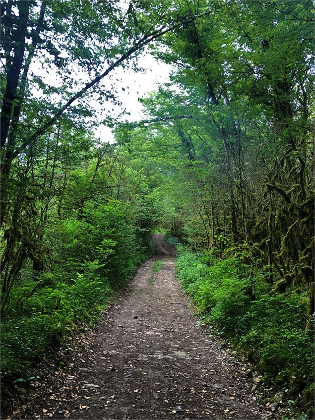 Chemin menant au lac de Chailloux - Laurent Madelon - CCBS