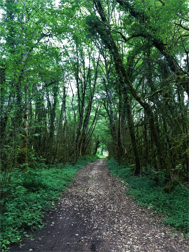 Chemin menant au lac de Chailloux - Laurent Madelon - CCBS