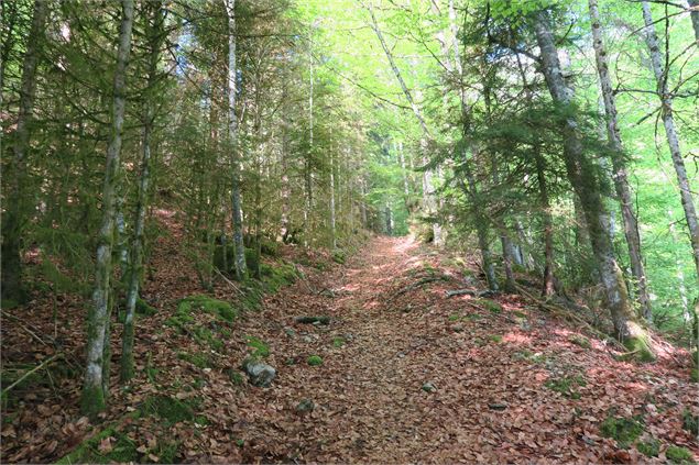 Randonnée en forêt - Victor Demilly / Vallée d'Aulps Tourisme