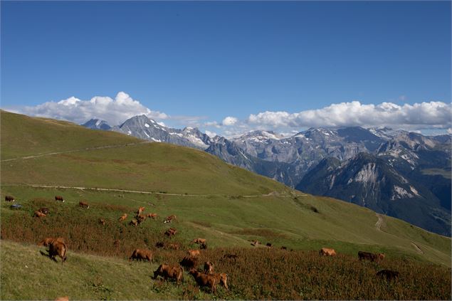 Les vaches