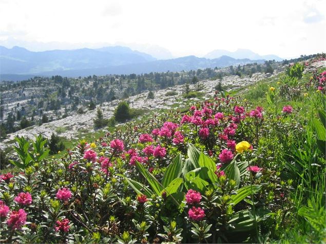 Plateau du Parmelan - OTIPF - A_Rezvoy